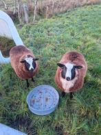 2 Leuke Bonte Ooien, Bonte Schapen, Zwartbles, Dieren en Toebehoren, Schapen, Geiten en Varkens, Vrouwelijk, Schaap, 0 tot 2 jaar