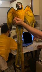 Blauwe-Gele Ara Papegaai, Dieren en Toebehoren, Vogels | Parkieten en Papegaaien, Vrouwelijk, Papegaai, Tam