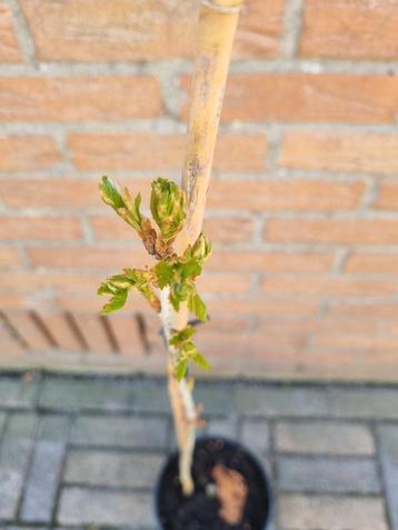Leuke inheemse zomereik beschikbaar voor biedingen