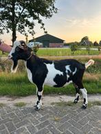 Nederlandse bonte dek bok, Dieren en Toebehoren, Schapen, Geiten en Varkens, Mannelijk, Geit