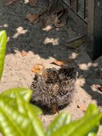 2 cochin haantjes, Dieren en Toebehoren, Pluimvee, Mannelijk, Kip
