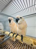 Molukken Kaketoe’s, Meerdere dieren, Papegaai