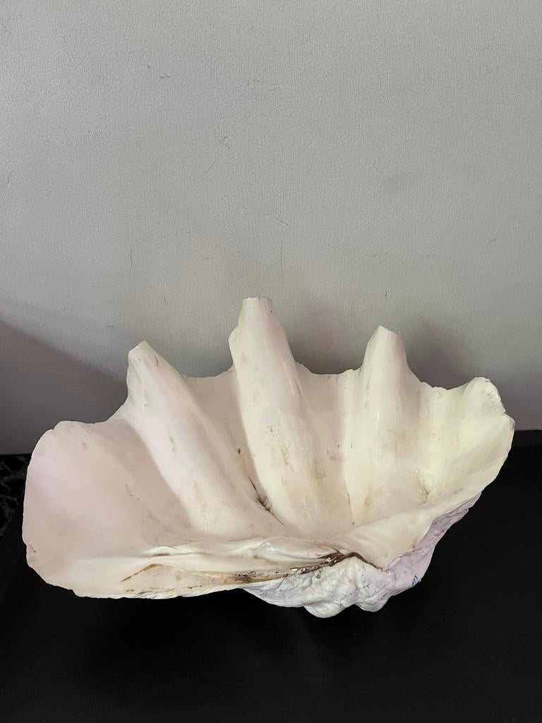 Doopvontschelp, Verzamelen, Mineralen en Fossielen, Ophalen of Verzenden