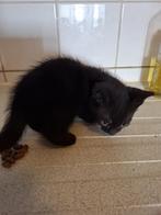 Nestje kittens van geboortedatum 22 september,, Dieren en Toebehoren, Katten en Kittens | Overige Katten, Meerdere dieren, Kortharig