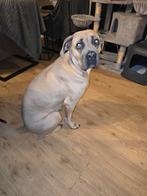 Cane corso teefje, Rabiës (hondsdolheid), 15 weken tot 1 jaar, Overige rassen, Teef