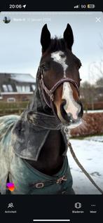 Leaser gezocht / lease paard aangeboden, Dieren en Toebehoren, Ophalen of Verzenden, Nieuw