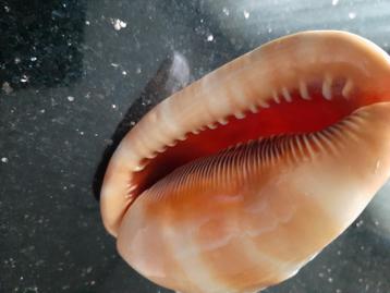 Cypraecassis rufa schelp beschikbaar voor biedingen
