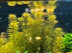 ZELDZAAM! Myriophyllum Roraima – aquariumplant, Dieren en Toebehoren, Vissen | Aquaria en Toebehoren, Ophalen of Verzenden, Zo goed als nieuw
