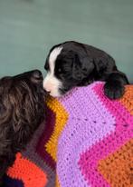 Bernedoodle pup zoekt baasje - de liefste familiehond, Dieren en Toebehoren, Rabiës (hondsdolheid), Meerdere, 8 tot 15 weken, Meerdere dieren