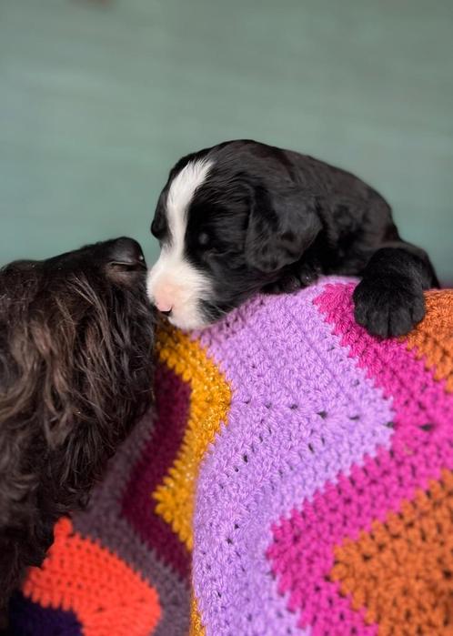 Bernedoodle pup zoekt baasje - de liefste familiehond, Dieren en Toebehoren, Honden | Niet-rashonden, Middel, Meerdere dieren