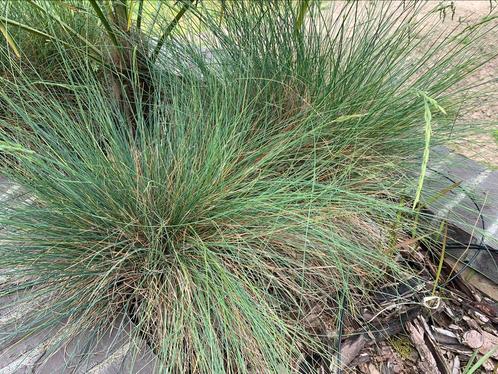 Blauw schapengras siergras festuca glauca zwenkgras, Tuin en Terras, Bloembollen en Zaden, Voorjaar, Volle zon, Ophalen