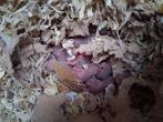 Prachtige kleurmuizen!, Dieren en Toebehoren, Overige soorten, Tam