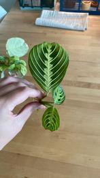 Maranta Lemon Lime Stek, Ophalen of Verzenden, Overige soorten, Minder dan 100 cm