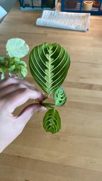 Maranta Lemon Lime Stek beschikbaar voor biedingen
