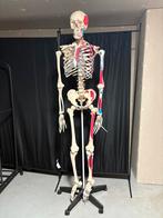 Anatomisch skelet met spieraanduiding, Ophalen of Verzenden, Zo goed als nieuw