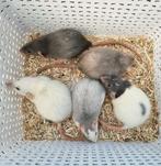 Jonge ratjes handtam opgegroeid in de woonkamer, Dieren en Toebehoren, Knaagdieren, Rat, December, Meerdere dieren, Tam