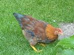 Welsumer kriel haantje, Dieren en Toebehoren, Pluimvee, Mannelijk, Kip