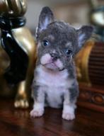 🥰Prachtige unieke combinatie x fluffy franse bulldog pups🥰, Dieren en Toebehoren, Bulldog, Meerdere, Meerdere dieren, Nederland