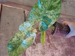 Alocasia odora batik knolletjes 2x, Ophalen, Overige soorten, Minder dan 100 cm