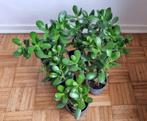 Crassula ovata / jadeplant / geldboom / vetplant, Groene kamerplant, Ophalen of Verzenden, Vetplant, Minder dan 100 cm