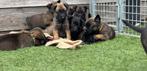 Kruising mechelse herder puppys, Parvo, 8 tot 15 weken, Meerdere, Meerdere dieren