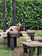 2 mooie,lieve mini-dwerggeitjes (voorjaar 2025), Dieren en Toebehoren, Schapen, Geiten en Varkens, Vrouwelijk, Geit, 0 tot 2 jaar