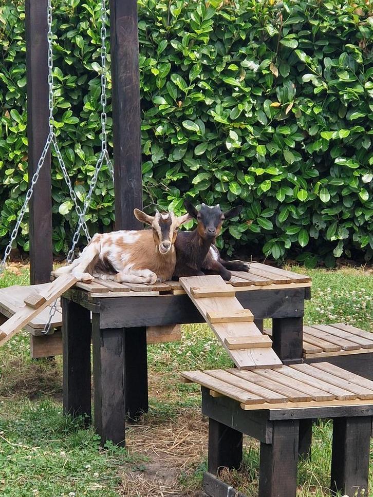 2 mooie,lieve mini-dwerggeitjes (voorjaar 2025), Dieren en Toebehoren, Schapen, Geiten en Varkens, Geit, Vrouwelijk, 0 tot 2 jaar