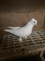 Takla  duiven, Dieren en Toebehoren, Meerdere dieren, Postduif
