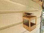 Zebravinken, Dieren en Toebehoren, Meerdere dieren, Tropenvogel