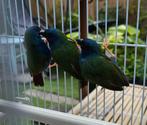 Te koop 4  mannen forbes papegaaiamedine, Dieren en Toebehoren, Vogels | Overige Vogels, Mannelijk, Tropenvogel