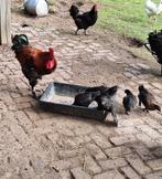 Kuikens Marans maart/april 2025, Dieren en Toebehoren, Geslacht onbekend, Kip