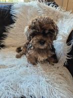 Mini labradoodle puppy's, Rabiës (hondsdolheid), Overige rassen, 8 tot 15 weken, Meerdere