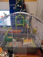 Twee grasparkieten tam met kooi TE KOOP, Dieren en Toebehoren, Vogels | Parkieten en Papegaaien, Mannelijk, Parkiet, Geringd