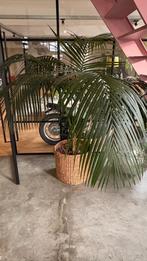 mooie volle areca palm, met hydrocultuur en mand, Tuin en Terras, Bloeit niet, 100 tot 250 cm, Palmboom, Ophalen