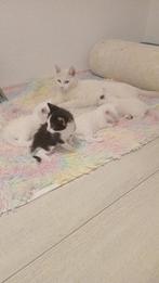 Mooie sociale kittens te koop. Nog 2 beschikbaar, Dieren en Toebehoren, Katten en Kittens | Overige Katten, Meerdere dieren, Kortharig