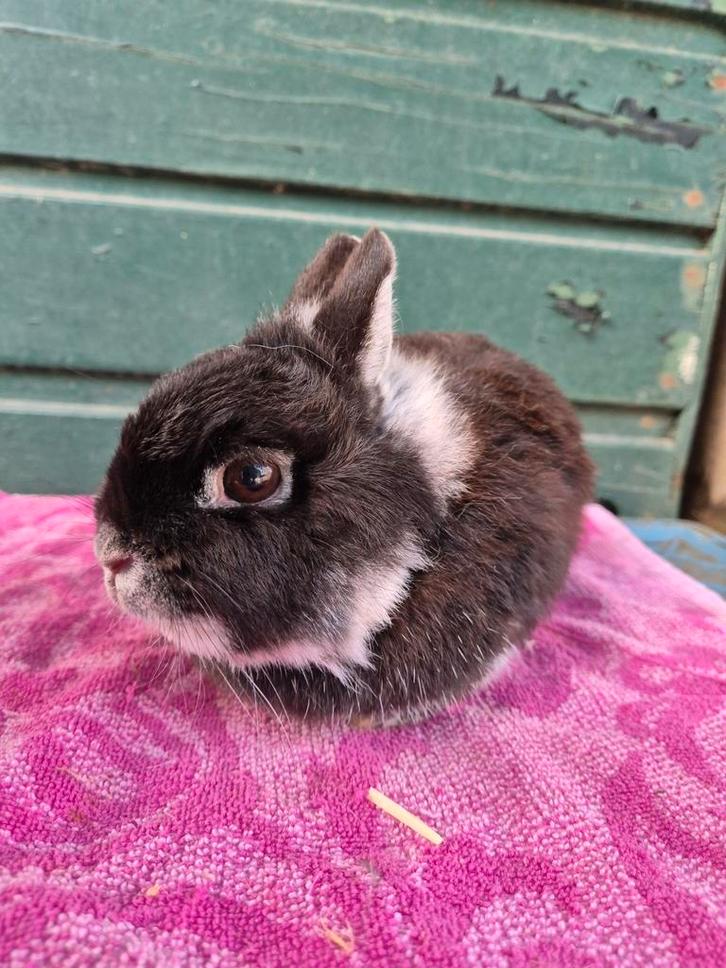Lief kleurdwerg voedster, Dieren en Toebehoren, Konijnen, Dwerg, Vrouwelijk, 3 tot 5 jaar