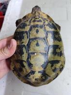 Prachtige schildpadden voor buiten., 7 tot 10 jaar, Schildpad