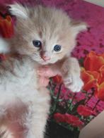 Maine coon poesjes, Poes, Gechipt