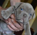 OLD ENGLISH BULLDOG PUPS, Dieren en Toebehoren, CDV (hondenziekte), 8 tot 15 weken, Bulldog, Meerdere dieren
