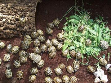 Prachtige, gezonde Griekse Landschildpadden. Nakweek 2025. beschikbaar voor biedingen