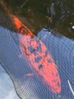 Koi Hi utsuri 55cm, Karper of Koi