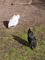 Australorp  kriel broedeieren splash zwart blauw, Dieren en Toebehoren, Pluimvee, Meerdere dieren, Kip