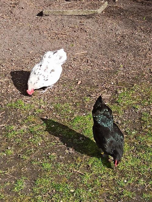 Australorp  kriel broedeieren splash zwart blauw, Dieren en Toebehoren, Pluimvee, Kip, Meerdere dieren