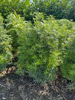 Choisya White Dazzler - Prachtige wintergroene struik, Tuin en Terras, Volle zon, Vaste plant, Lente, Ophalen