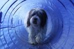 Agility Tunnel Training Hondensport Hondentraining Honden, Nieuw, Ophalen of Verzenden