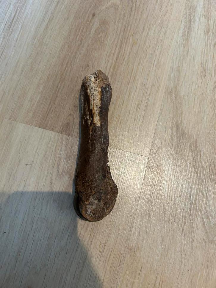 Fossiel Bot Wolharige Neushoorn, Verzamelen, Mineralen en Fossielen, Fossiel, Ophalen of Verzenden