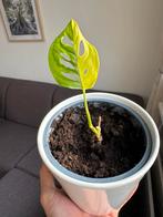 Monstera adasoni half moon, Huis en Inrichting, Kamerplanten, Ophalen of Verzenden, Halfschaduw, Minder dan 100 cm