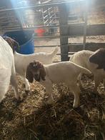 Boerbok geiten / boergeiten, Dieren en Toebehoren, Schapen, Geiten en Varkens, Mannelijk, 0 tot 2 jaar, Geit