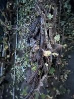 Oude Druivenstronken - Uniek Decoratiemateriaal, Ophalen, Overige soorten, 100 tot 250 cm