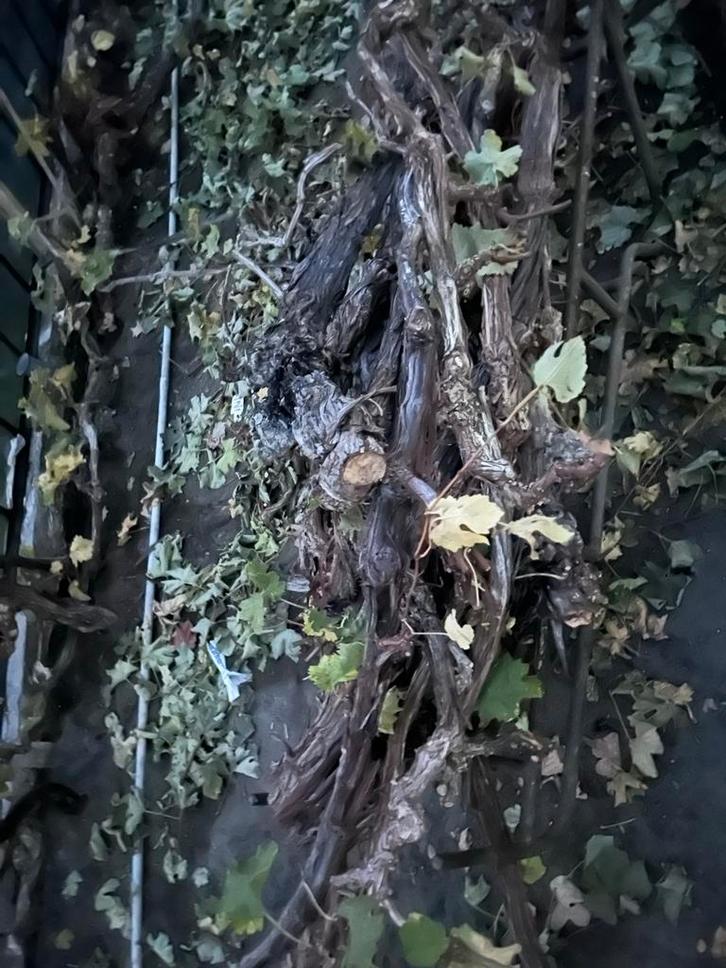 Oude Druivenstronken - Uniek Decoratiemateriaal, Tuin en Terras, Planten | Bomen, Overige soorten, 100 tot 250 cm, Ophalen